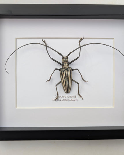 Framed Batocera Lamondi Beetle, Solomon Islands Insect Wall Art