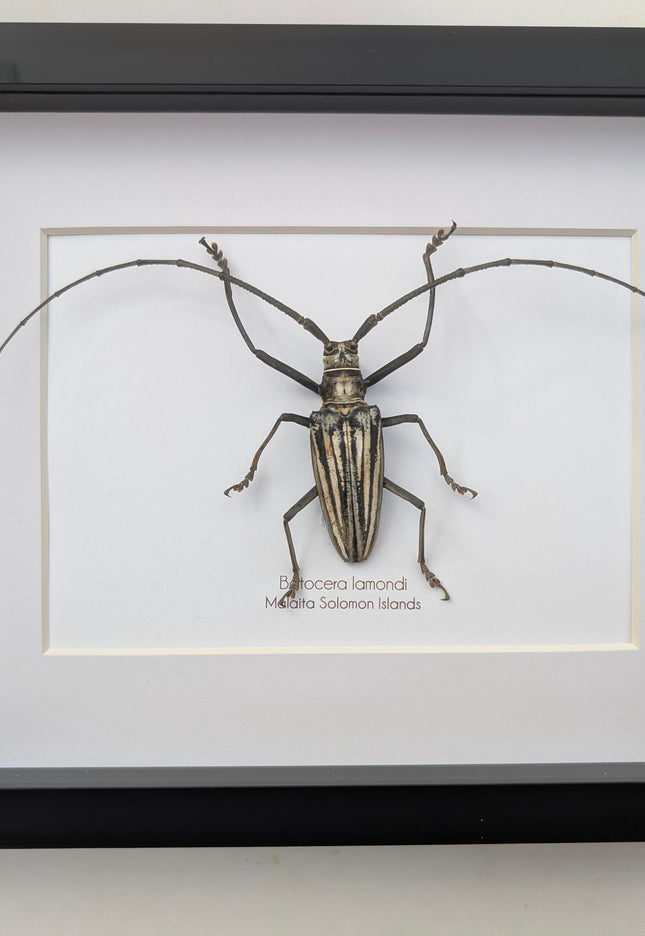 Framed Batocera Lamondi Beetle, Solomon Islands Insect Wall Art