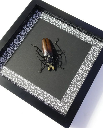 Framed Callipogon barbatum, Large Long-Horned Beetle, Taxidermy Wall Art