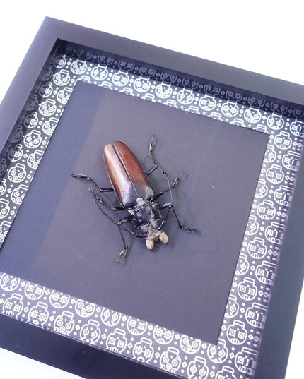 Framed Callipogon barbatum, Large Long-Horned Beetle, Taxidermy Wall Art