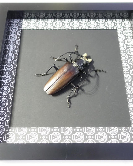 Framed Callipogon barbatum, Large Long-Horned Beetle, Taxidermy Wall Art
