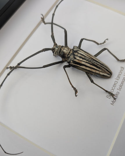 Framed Batocera Lamondi Beetle, Solomon Islands Insect Wall Art
