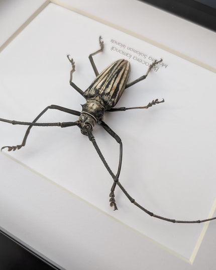 Framed Batocera Lamondi Beetle, Solomon Islands Insect Wall Art