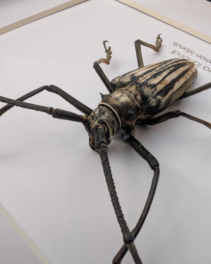 Framed Batocera Lamondi Beetle, Solomon Islands Insect Wall Art