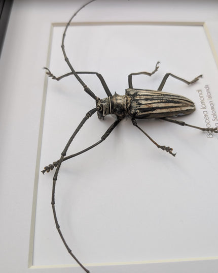 Framed Batocera Lamondi Beetle, Solomon Islands Insect Wall Art