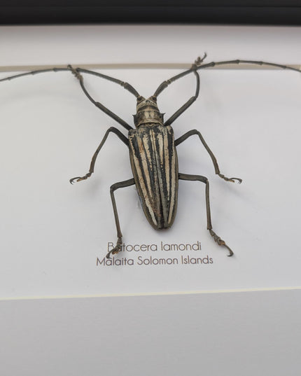 Framed Batocera Lamondi Beetle, Solomon Islands Insect Wall Art