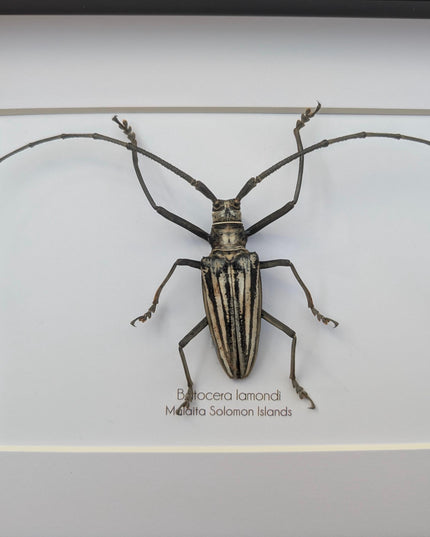 Framed Batocera Lamondi Beetle, Solomon Islands Insect Wall Art