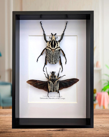 Framed Eastern Goliath Flower Beetle Pair, A4 Beetle Taxidermy