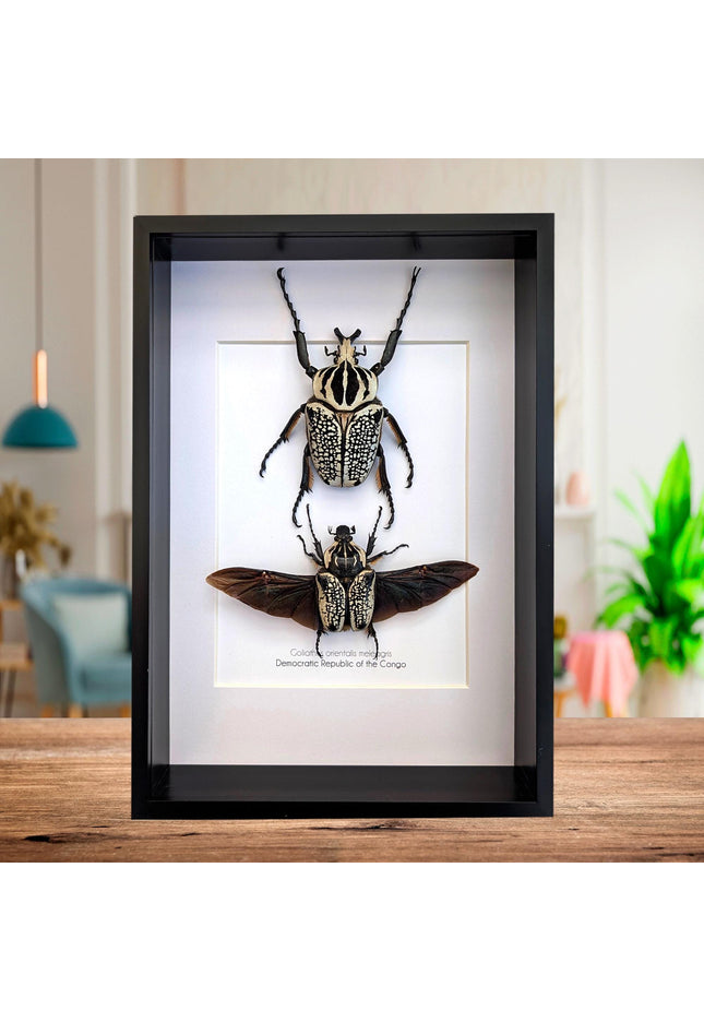 Framed Eastern Goliath Flower Beetle Pair, A4 Beetle Taxidermy