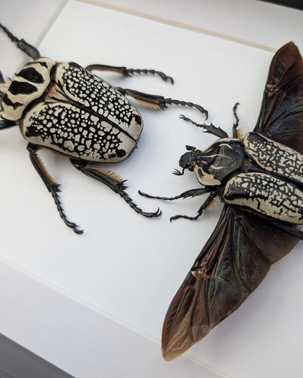 Framed Eastern Goliath Flower Beetle Pair, A4 Beetle Taxidermy