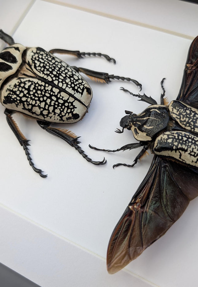 Framed Eastern Goliath Flower Beetle Pair, A4 Beetle Taxidermy