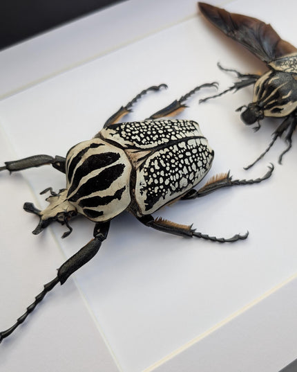 Framed Eastern Goliath Flower Beetle Pair, A4 Beetle Taxidermy