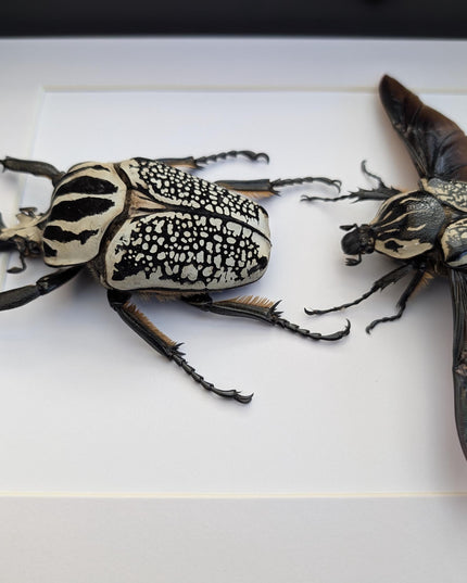 Framed Eastern Goliath Flower Beetle Pair, A4 Beetle Taxidermy
