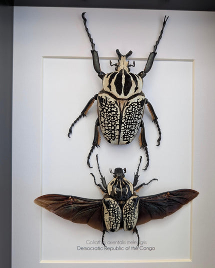 Framed Eastern Goliath Flower Beetle Pair, A4 Beetle Taxidermy