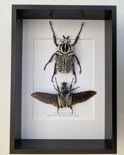 Framed Eastern Goliath Flower Beetle Pair, A4 Beetle Taxidermy
