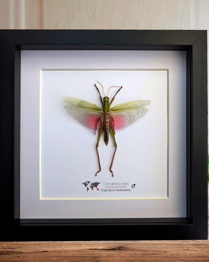 Framed citrus locust: ethically sourced nature art (8x8)