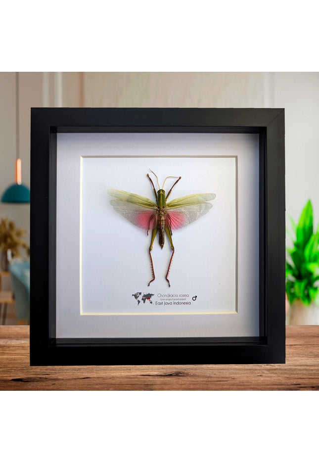 Framed citrus locust: ethically sourced nature art (8x8)