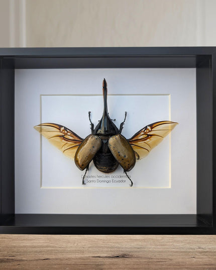 Framed Dynastes Hercules Beetle, Taxidermy Wall Art (10x8)