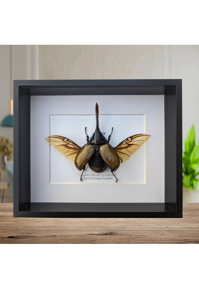 Framed Dynastes Hercules Beetle, Taxidermy Wall Art (10x8)