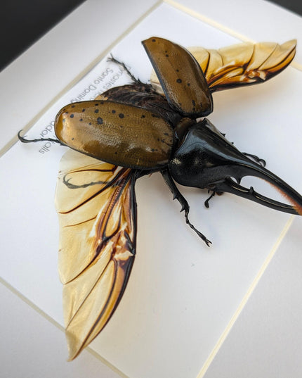 Framed Dynastes Hercules Beetle, Taxidermy Wall Art (10x8)
