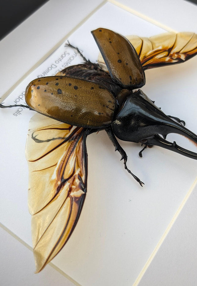 Framed Dynastes Hercules Beetle, Taxidermy Wall Art (10x8)