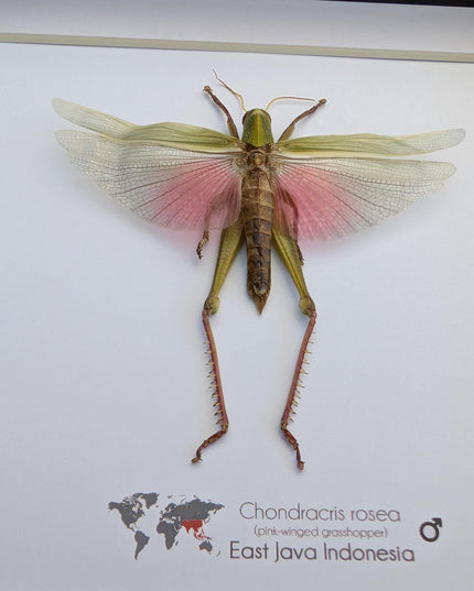 Framed citrus locust: ethically sourced nature art (8x8)