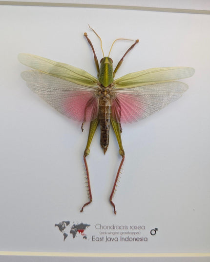 Framed citrus locust: ethically sourced nature art (8x8)