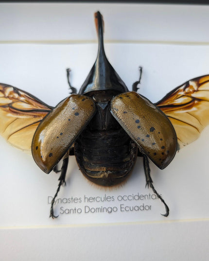 Framed Dynastes Hercules Beetle, Taxidermy Wall Art (10x8)