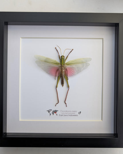 Framed citrus locust: ethically sourced nature art (8x8)
