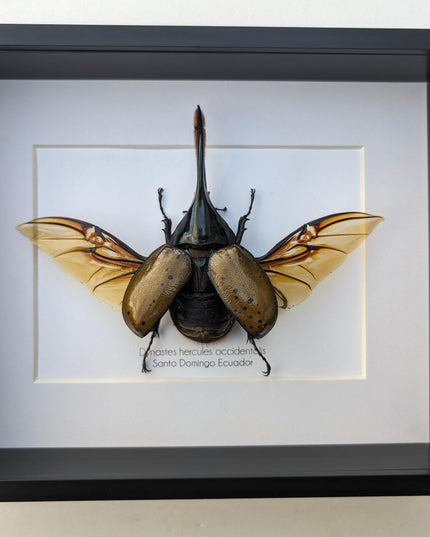 Framed Dynastes Hercules Beetle, Taxidermy Wall Art (10x8)
