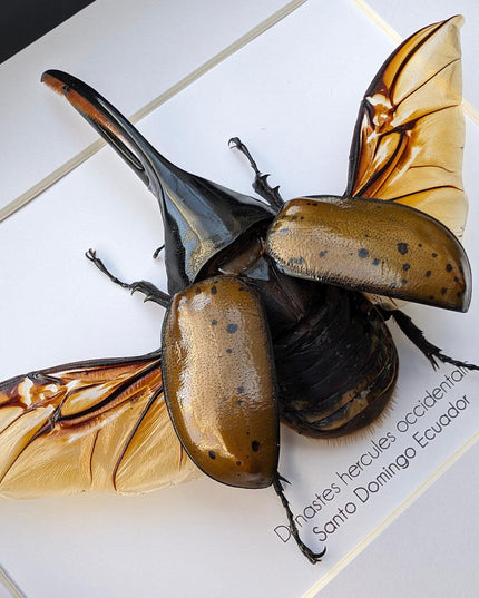 Framed Dynastes Hercules Beetle, Taxidermy Wall Art (10x8)