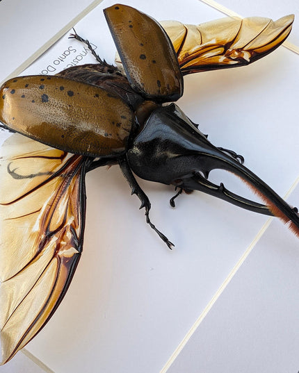 Framed Dynastes Hercules Beetle, Taxidermy Wall Art (10x8)