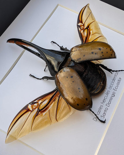 Framed Dynastes Hercules Beetle, Taxidermy Wall Art (10x8)
