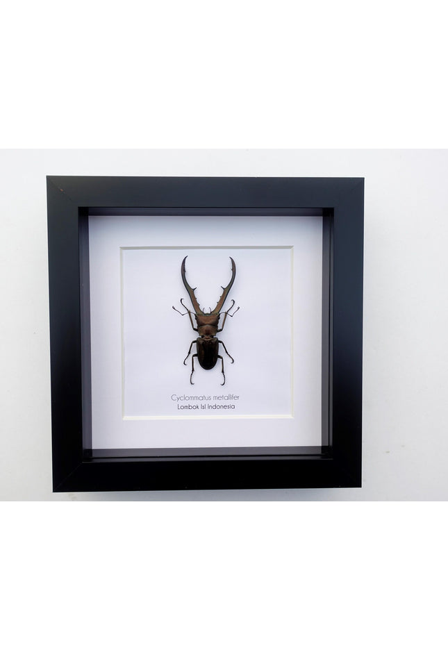 Framed Cyclommatus metallifer, Golden Stag Beetle Taxidermy, Entomology Decor