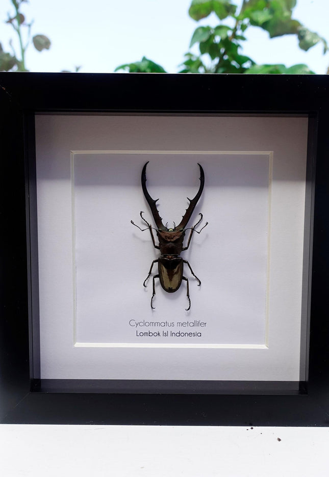 Framed Cyclommatus metallifer, Golden Stag Beetle Taxidermy, Entomology Decor
