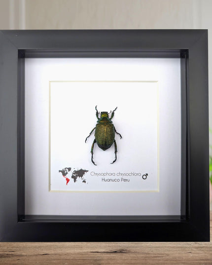 Framed Chrysophora Beetle, Entomological Wall Art, Taxidermy Insect Specimen