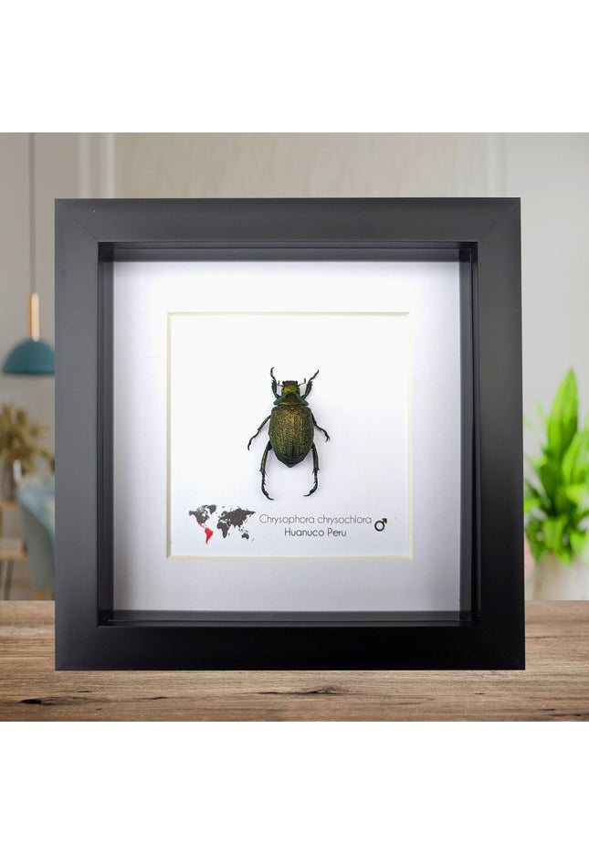 Framed Chrysophora Beetle, Entomological Wall Art, Taxidermy Insect Specimen