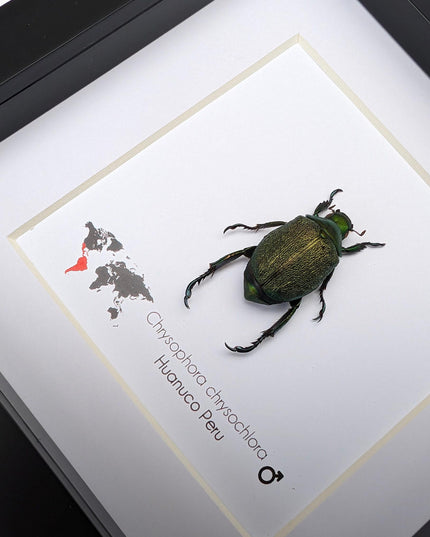 Framed Chrysophora Beetle, Entomological Wall Art, Taxidermy Insect Specimen