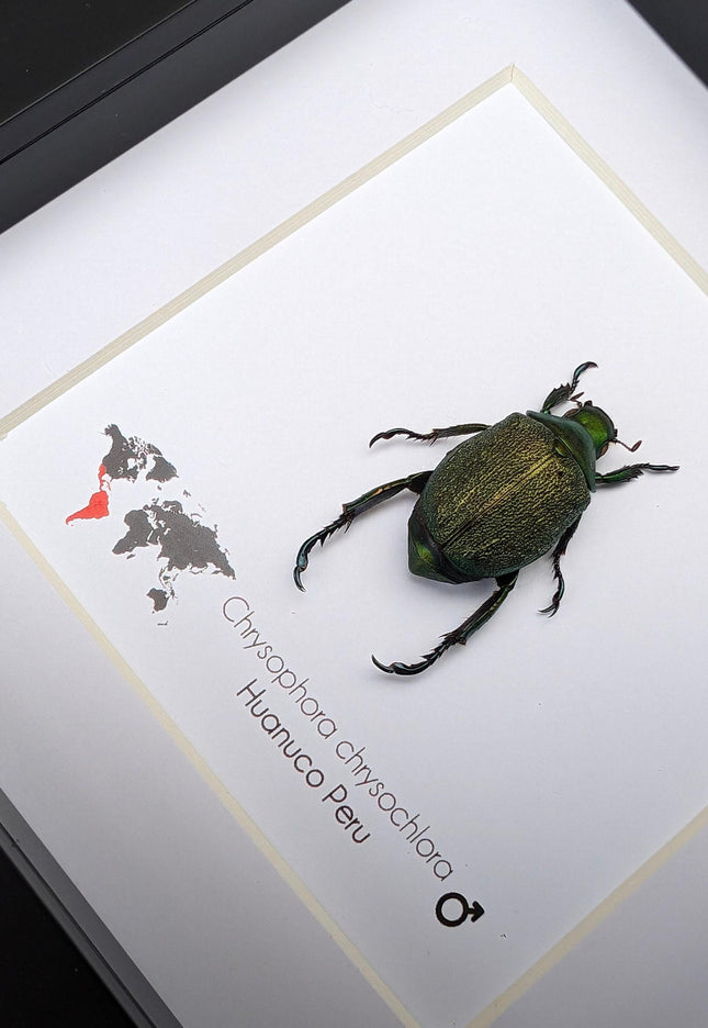 Framed Chrysophora Beetle, Entomological Wall Art, Taxidermy Insect Specimen