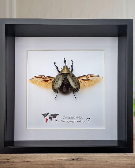 Framed Dynastes Hyllus Beetle Taxidermy, Spread Wings, 6" Frame