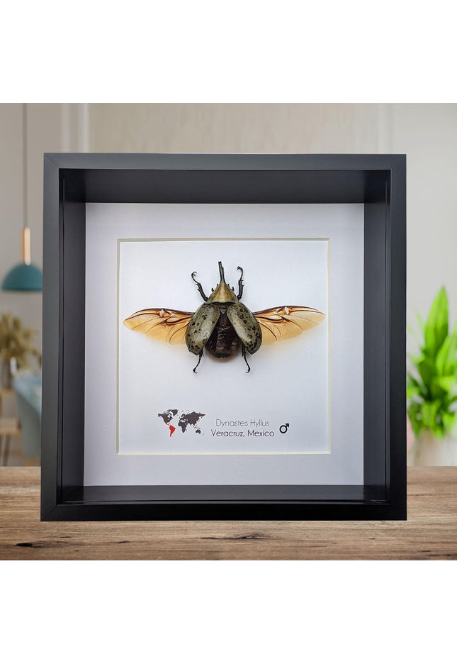 Framed Dynastes Hyllus Beetle Taxidermy, Spread Wings, 6" Frame