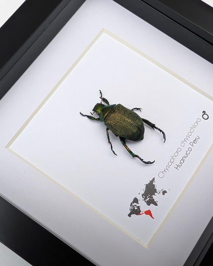 Framed Chrysophora Beetle, Entomological Wall Art, Taxidermy Insect Specimen