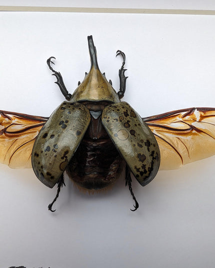 Framed Dynastes Hyllus Beetle Taxidermy, Spread Wings, 6" Frame