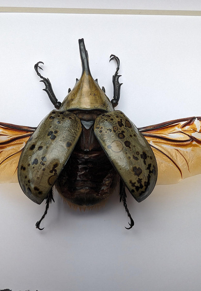 Framed Dynastes Hyllus Beetle Taxidermy, Spread Wings, 6" Frame