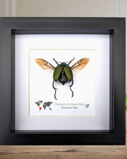 Framed Chrysophora Chrysocholora Beetle, Taxidermy Entomology Wall Art