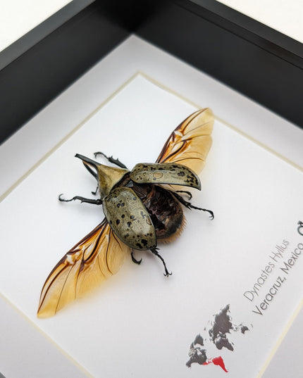Framed Dynastes Hyllus Beetle Taxidermy, Spread Wings, 6" Frame