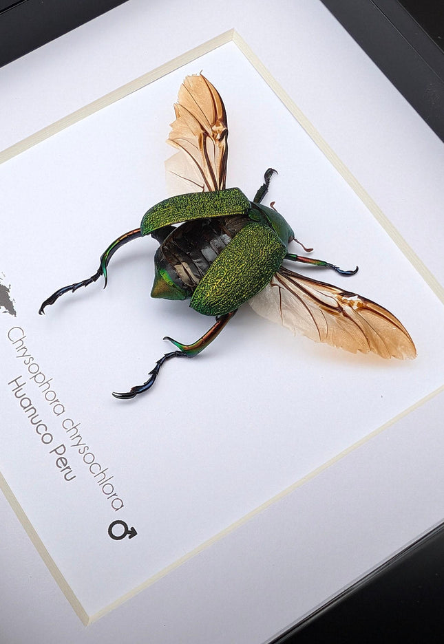 Framed Chrysophora Chrysocholora Beetle, Taxidermy Entomology Wall Art