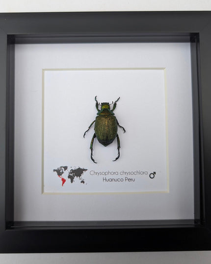Framed Chrysophora Beetle, Entomological Wall Art, Taxidermy Insect Specimen