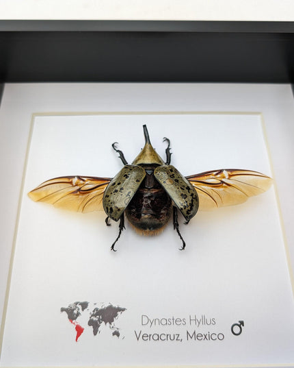 Framed Dynastes Hyllus Beetle Taxidermy, Spread Wings, 6" Frame