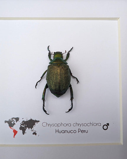 Framed Chrysophora Beetle, Entomological Wall Art, Taxidermy Insect Specimen